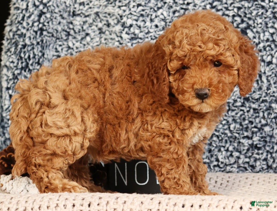 Mini Goldendoodle dogs for sale: Giselle - Ad 7