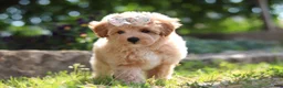Maltipoo dogs for sale: Posie - Ad 8