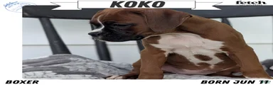 Koko