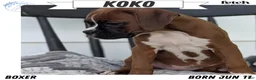 Boxer dogs for sale: Koko - Ad 1