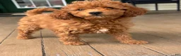 Mini Goldendoodle dogs for sale: Mini Goldendoodle Puppy 2 - Ad 5