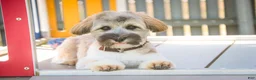 Havanese dogs for sale: Biscotti - Ad 3