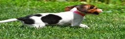 Beagle dogs for sale: Piper - Ad 12
