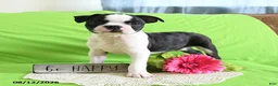 Boston Terrier dogs for sale: Zipper - Ad 10
