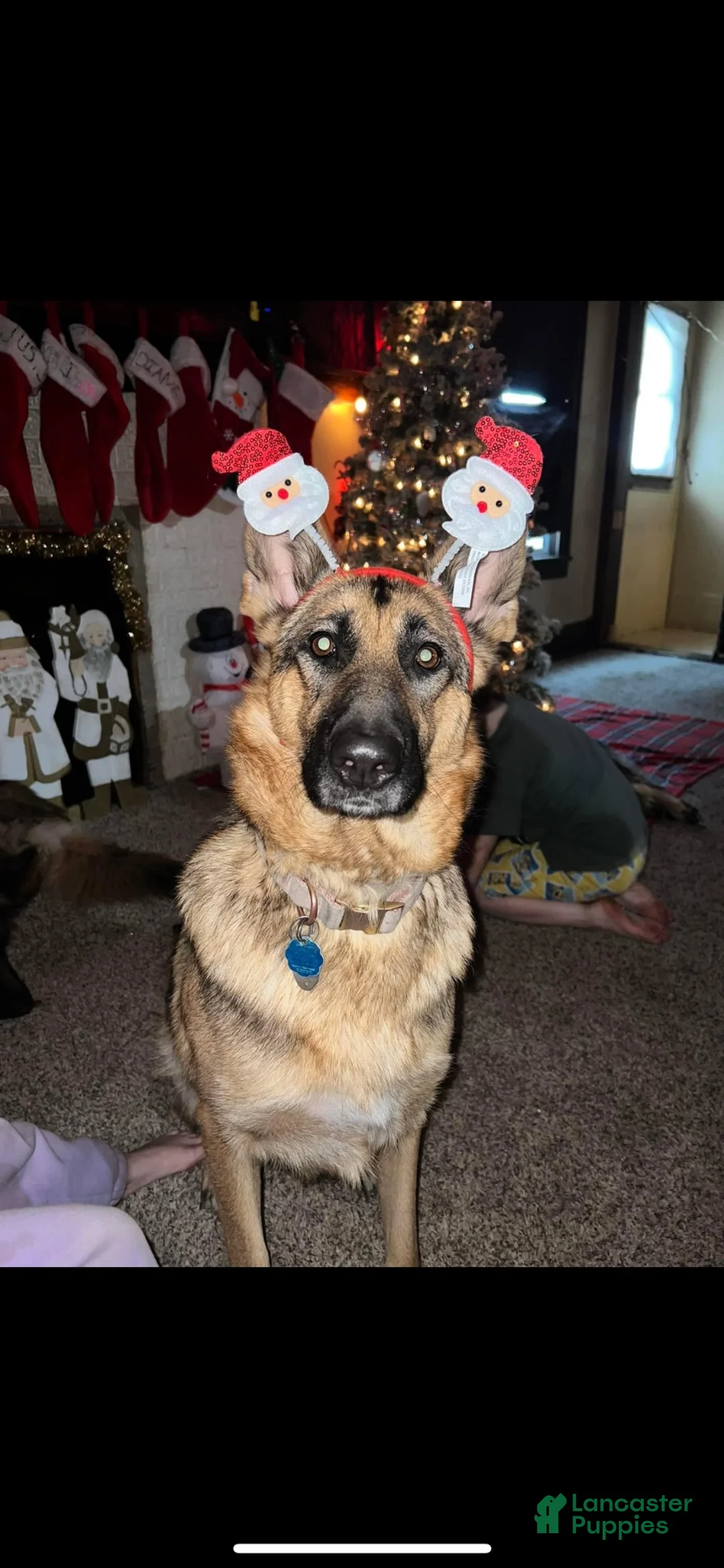 German Shepherd dogs for sale: German Shepherd 1 - Ad 4