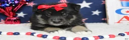 Mixed Breed dogs for sale: Violet  - Ad 1