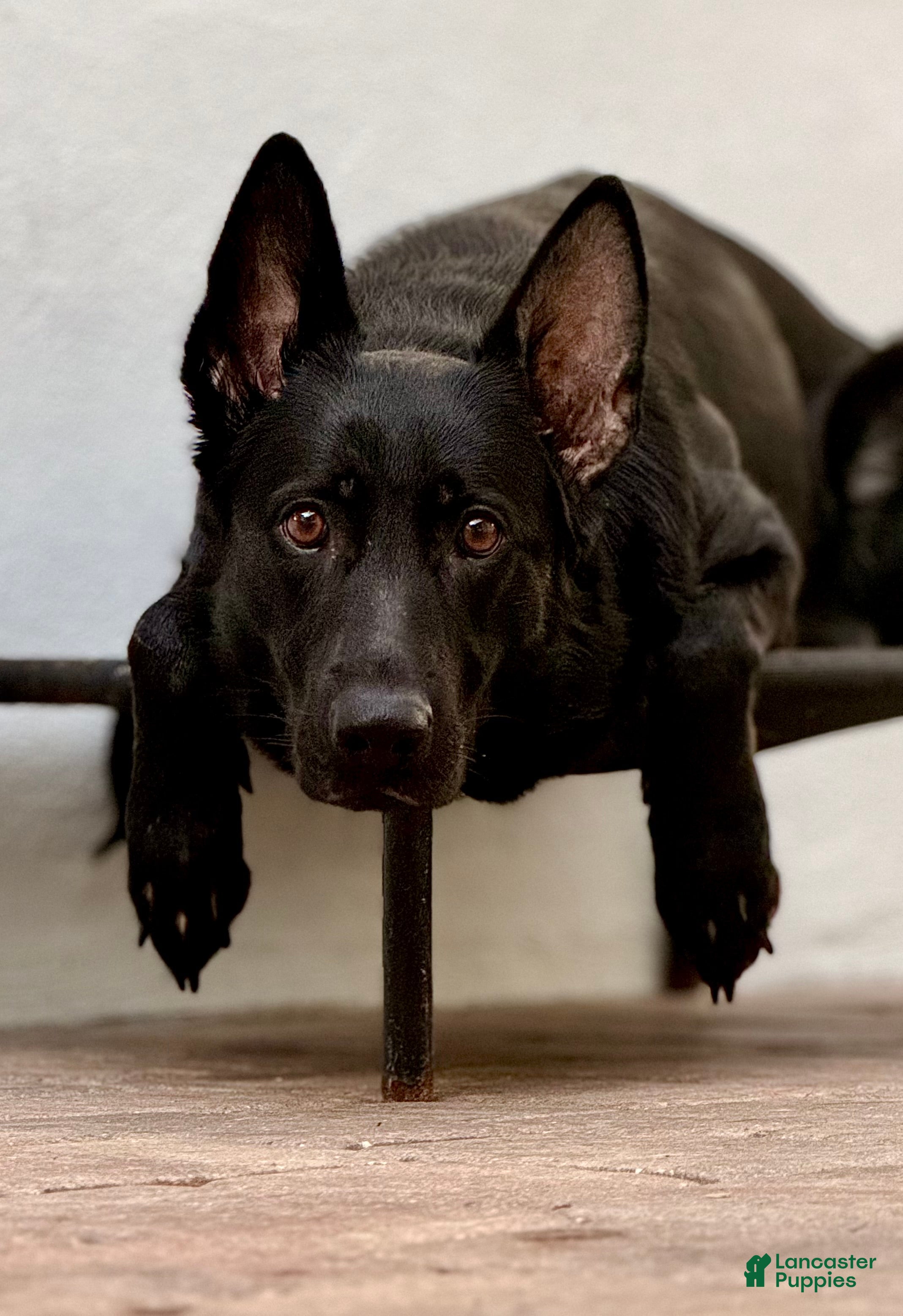 Mixed Breed dogs Widow  - Ad 2