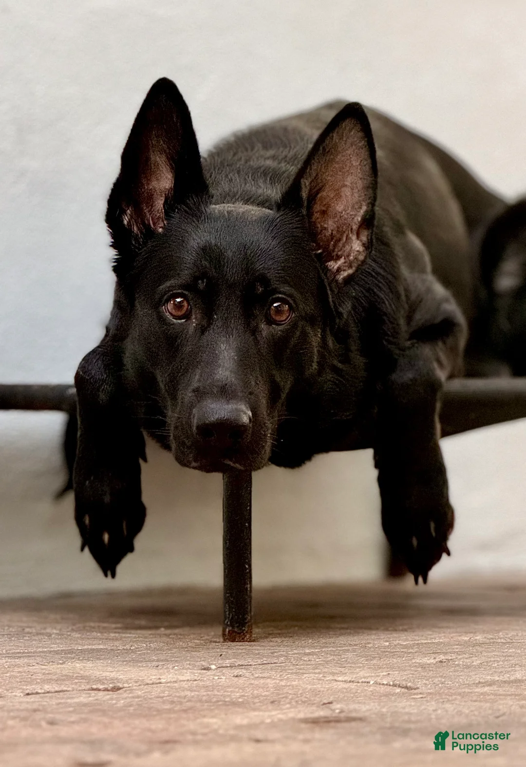Mixed Breed dogs for sale: Draven - Ad 2