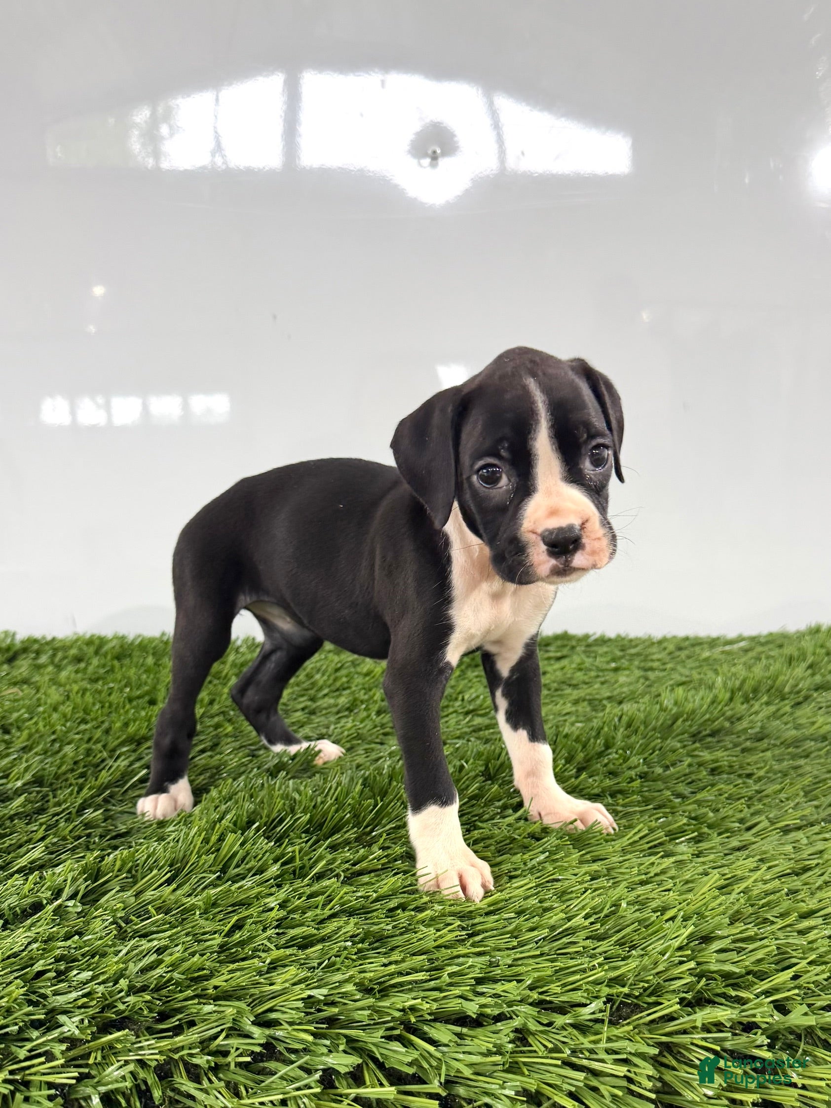 Boxer dogs Myla - Ad 2