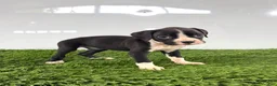 Boxer dogs for sale: Myla - Ad 2