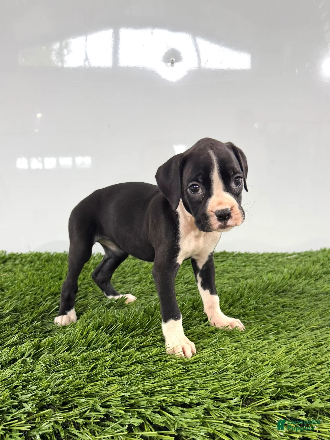 Boxer dogs for sale: Myla - Ad 2
