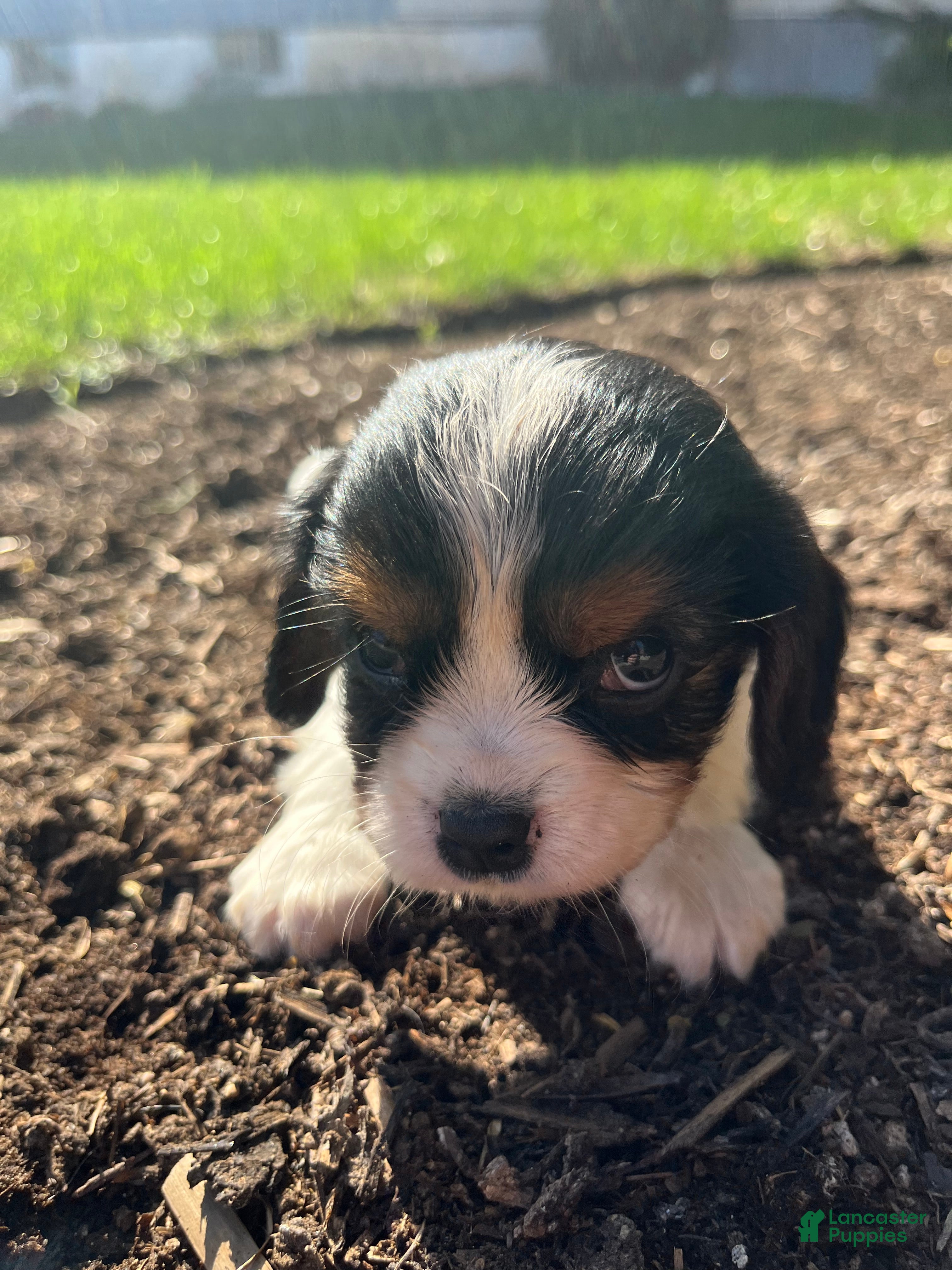 Cavalier King Charles Spaniel dogs for sale: Bella - Ad 2