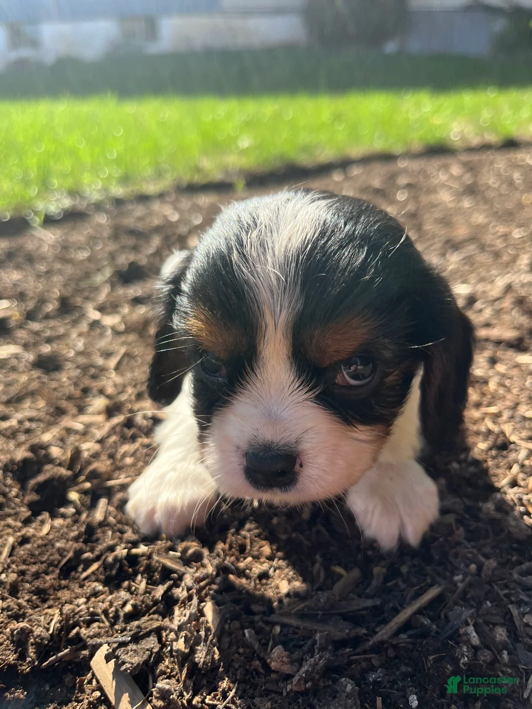 Cavalier King Charles Spaniel dogs for sale: Bella - Ad 1