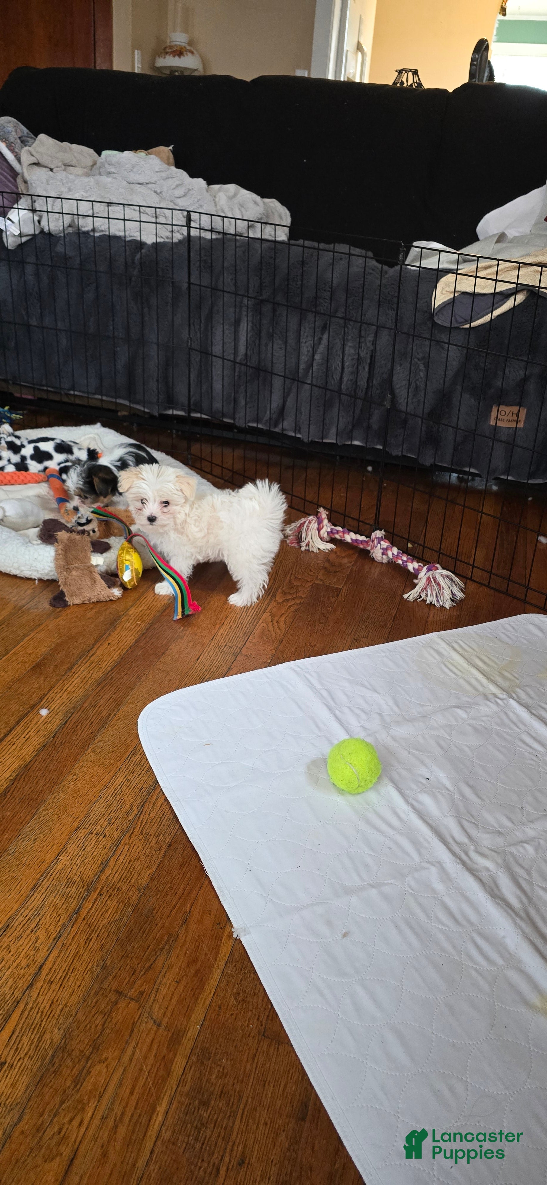 Morkie dogs Daisy - Ad 35