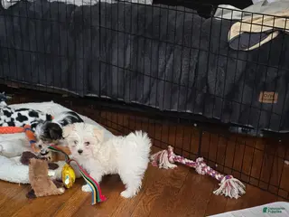 Morkie dogs Daisy - Ad 35