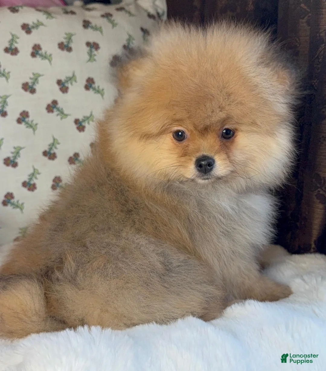 Pomeranian dogs for sale: Pomeranian puppy George - Ad 5