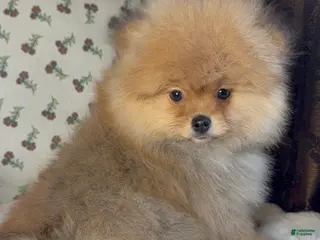 Pomeranian dogs Pomeranian puppy George - Ad 8