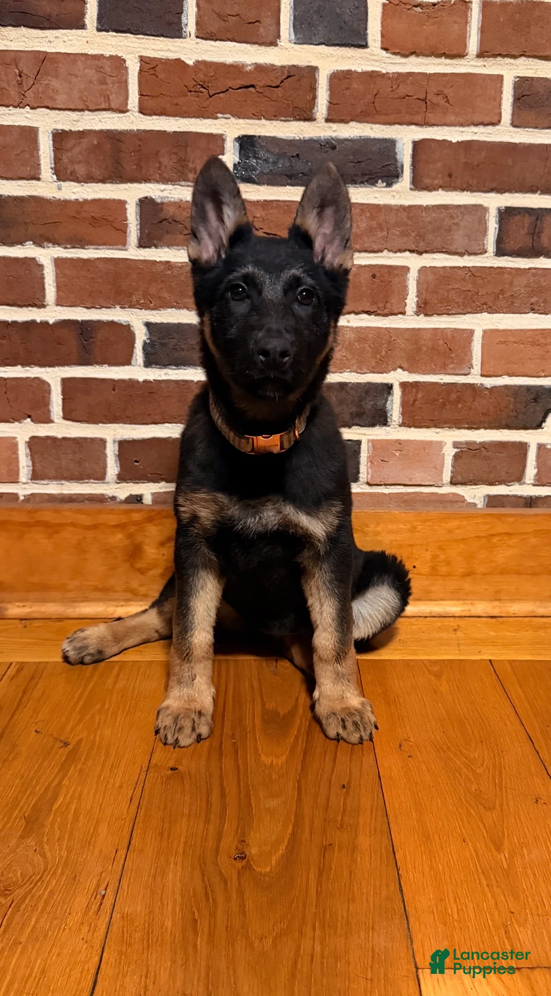 German Shepherd dogs for sale: Lena  - Ad 1