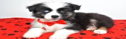 Miniature Australian Shepherd dogs for sale: Sheldon - Ad 5