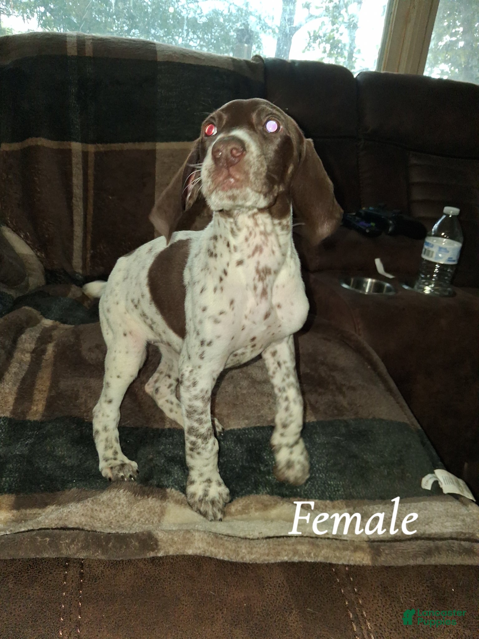 German Shorthaired Pointer dogs German Shorthaired Pointer Puppy 2 - Ad 9