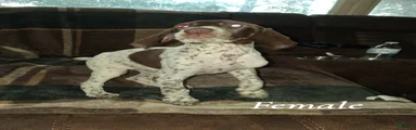 German Shorthaired Pointer Puppy 2