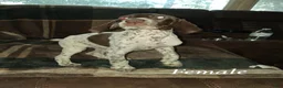 German Shorthaired Pointer dogs for sale: German Shorthaired Pointer Puppy 2 - Ad 1