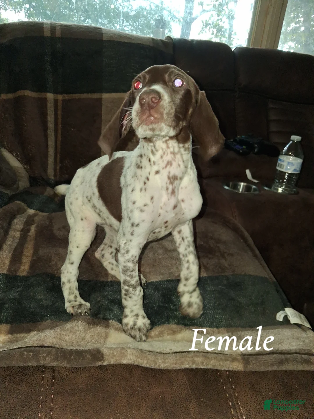 German Shorthaired Pointer dogs for sale: German Shorthaired Pointer Puppy 2 - Ad 1