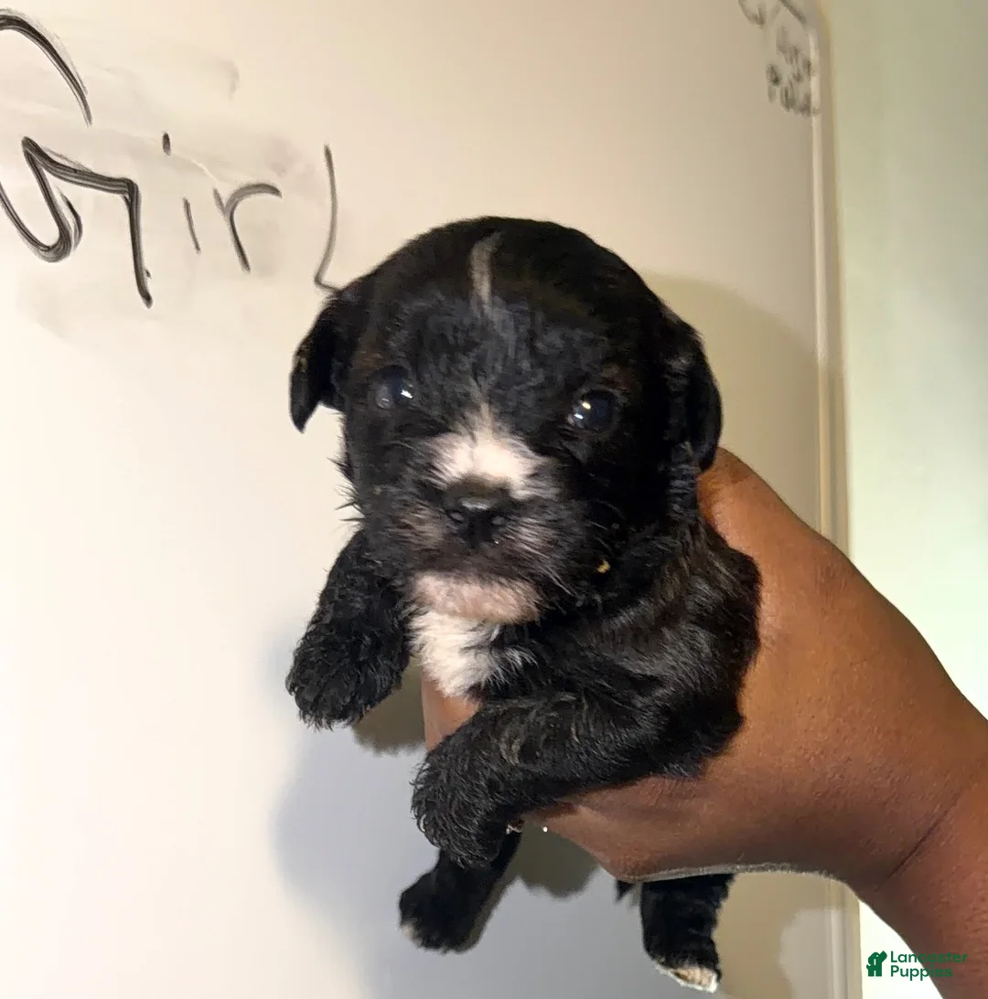 Shihpoo dogs for sale: Shihpoo 4 - Ad 1