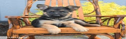 German Shepherd dogs for sale: Willow - Ad 3