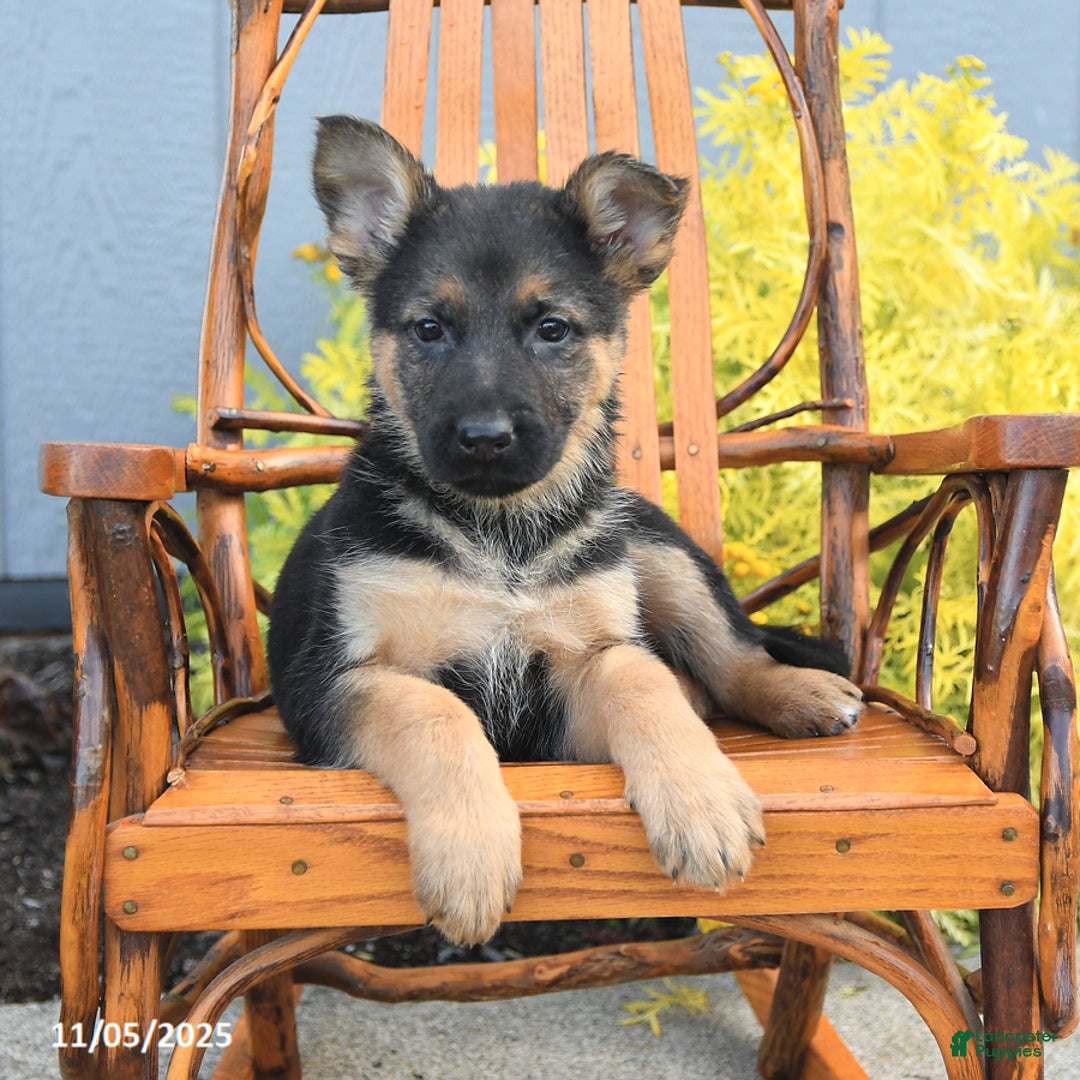 German Shepherd dogs for sale: Willow - Ad 3