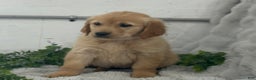 Golden Retriever dogs for sale: Rudolf - Ad 5