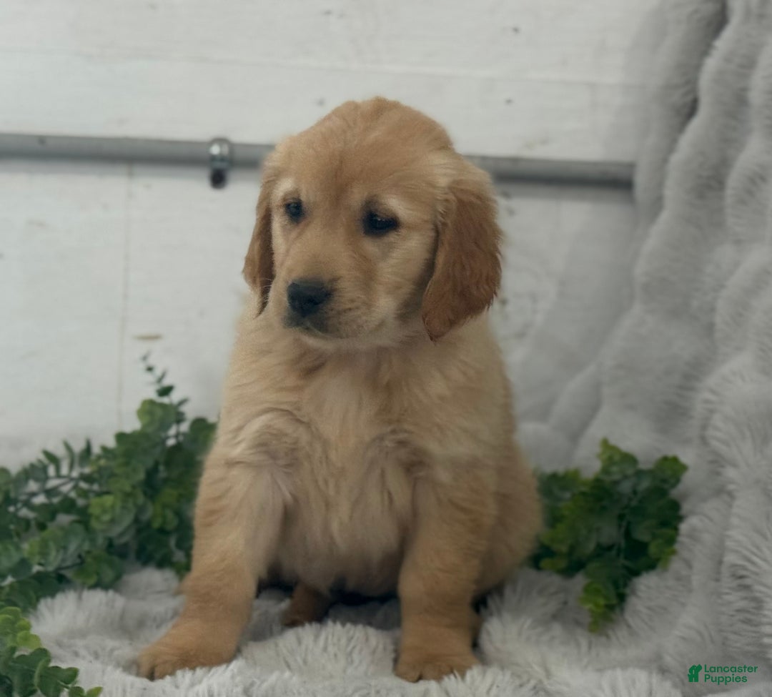 Golden Retriever dogs for sale: Rudolf - Ad 5