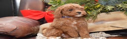Cavapoo dogs for sale: Katina - Ad 2