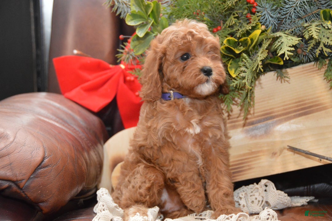 Cavapoo dogs for sale: Katina - Ad 2