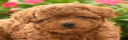 Toy Poodle dogs for sale: Milo - Ad 5