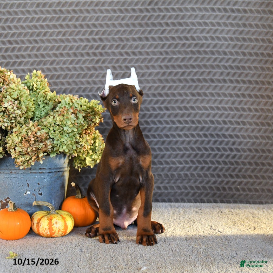 Doberman Pinscher dogs Norman - Ad 1