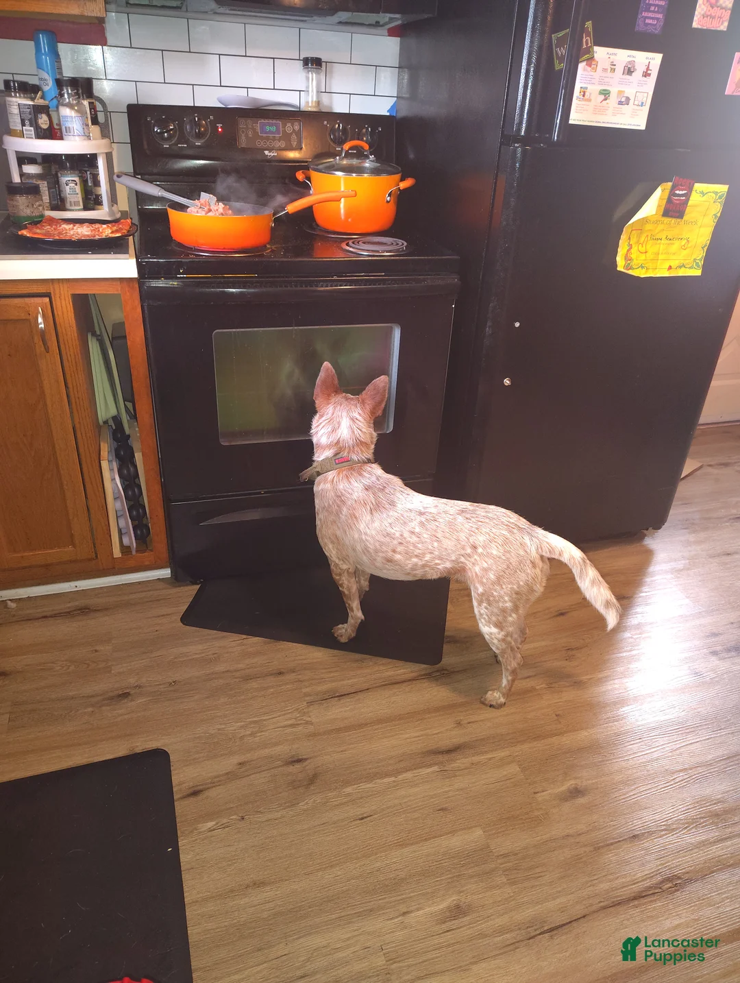 Australian Cattle Dog dogs for stud: STUD SERVICE $500 - Ad 14