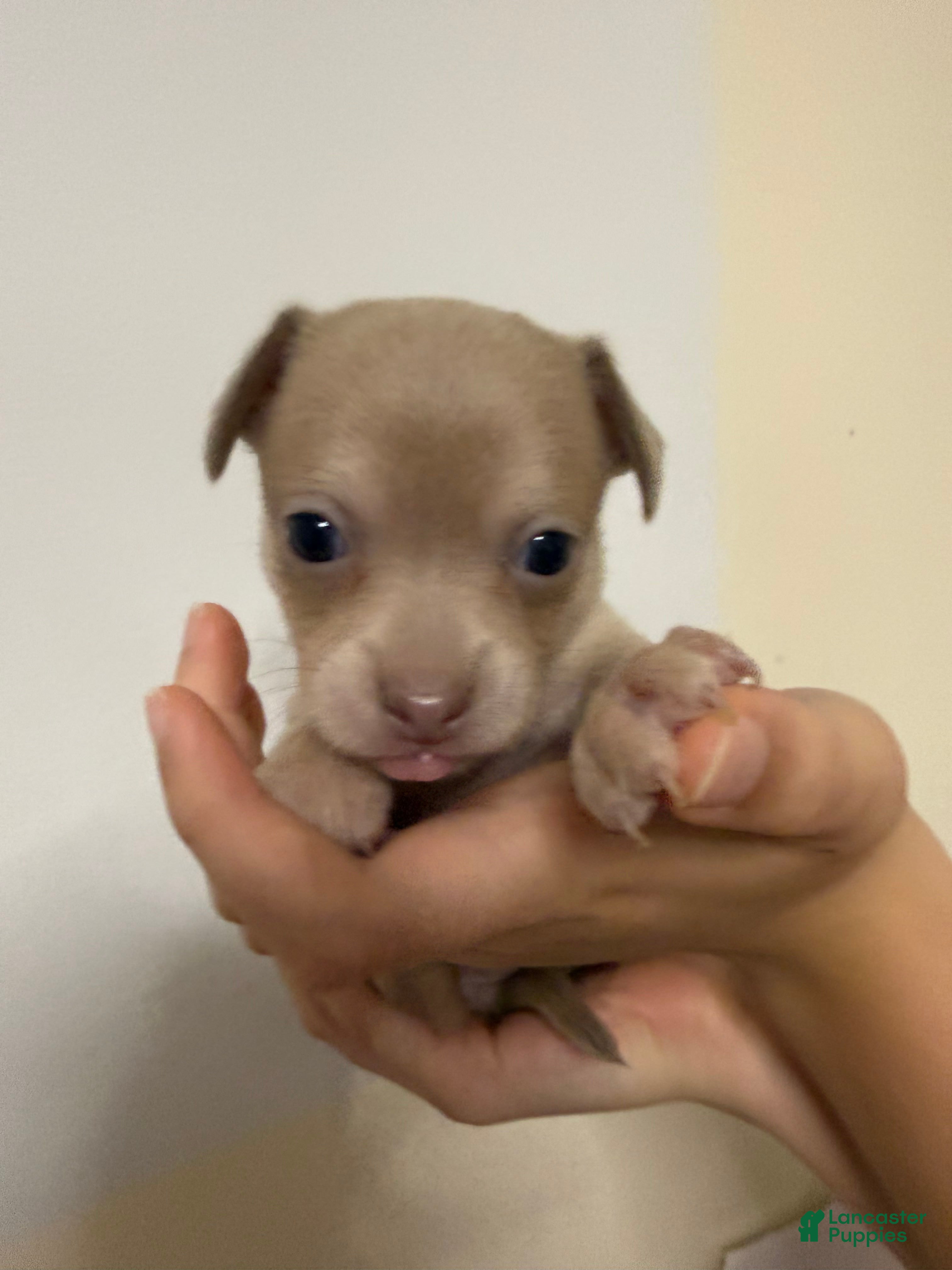 Pomchi dogs Cream - Ad 1