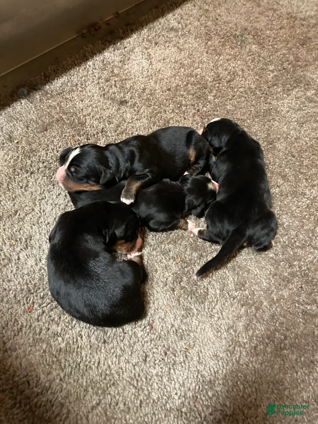 Bernese Mountain Dog dogs for sale: Bernese Mountain Dog Puppy 4 - Ad 1