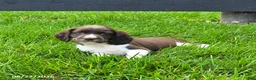 English Springer Spaniel dogs for sale: Bandit - Ad 3