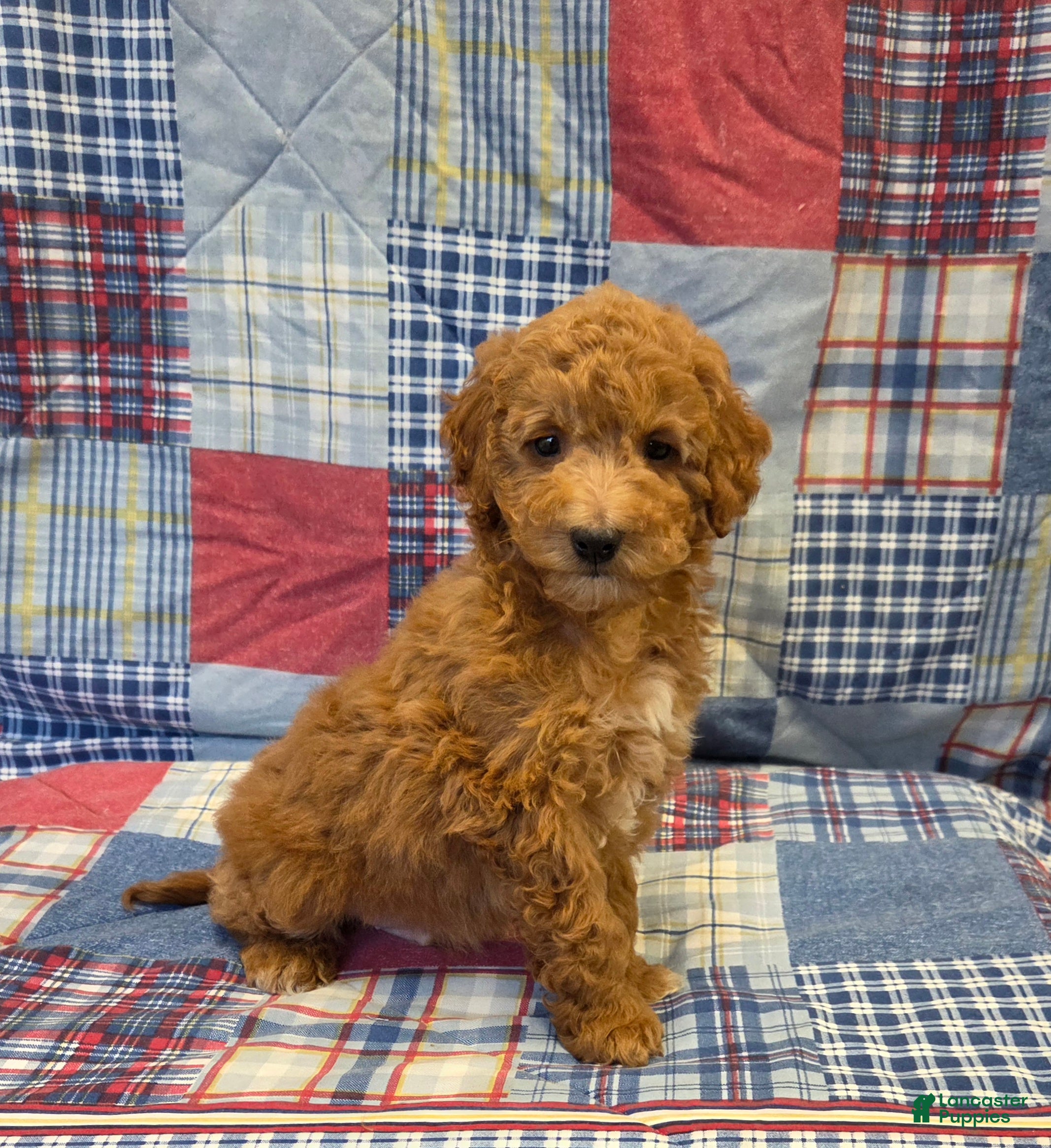 Mini Goldendoodle dogs Ryan  - Ad 1