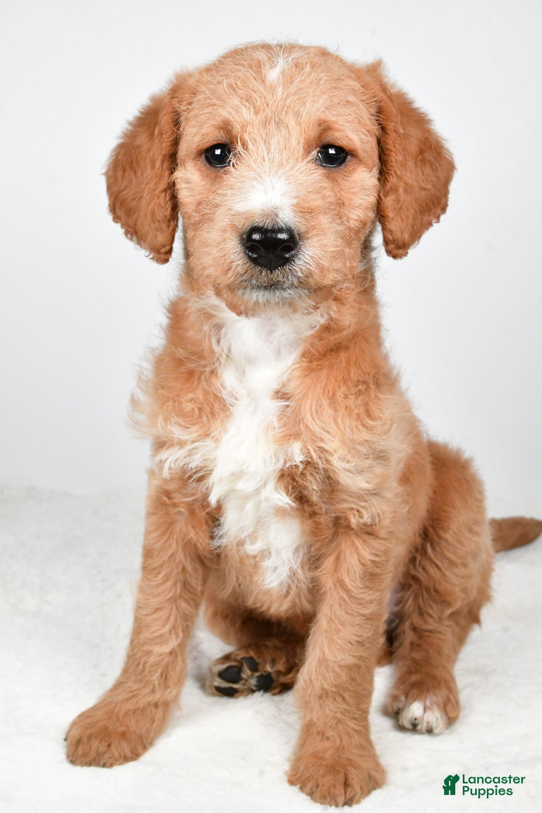 Labradoodle dogs for sale: Nadine - Ad 4