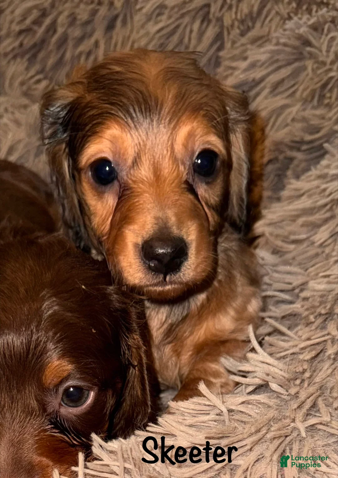 Miniature Dachshund dogs for sale: Skeeter - Ad 8
