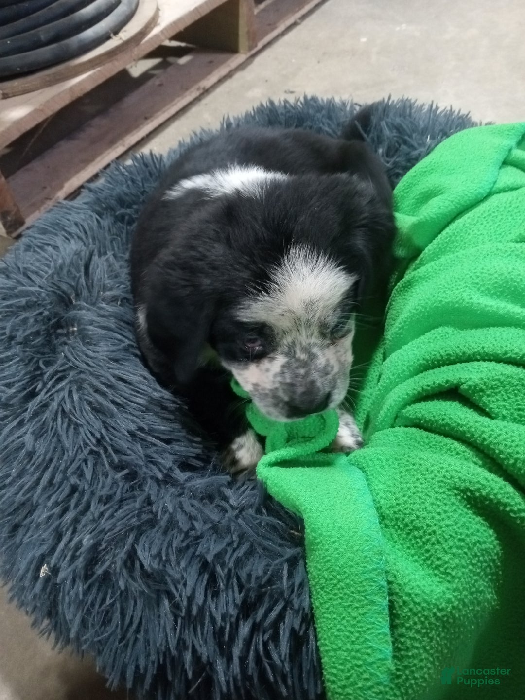 Mixed Breed dogs for sale: Nemo - Ad 3