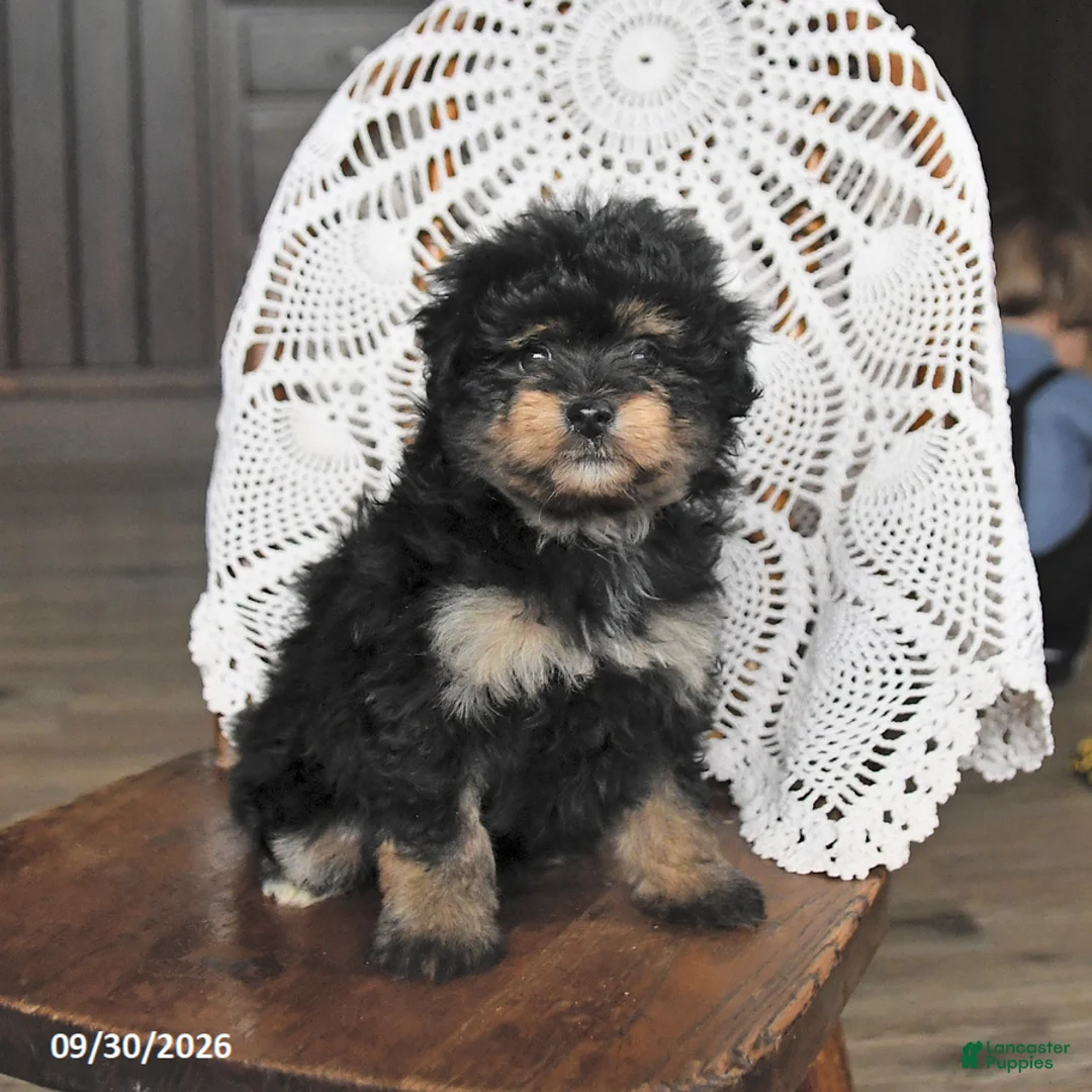 Pomapoo dogs for sale: Maple   - Ad 1