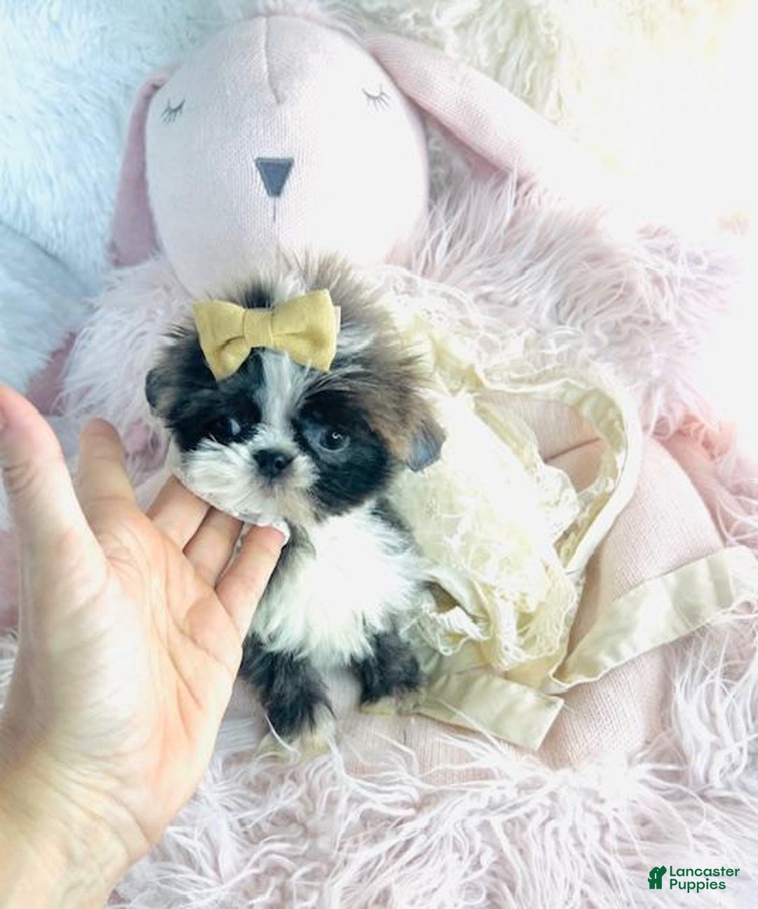 Shih Tzu dogs for sale: Tiny Shih Tzu Puppy  I can HAND deliver. - Ad 4