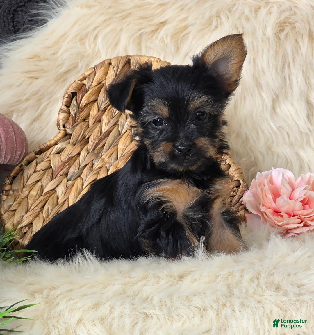 Yorkshire Terrier dogs for sale: Gypsy - Ad 8