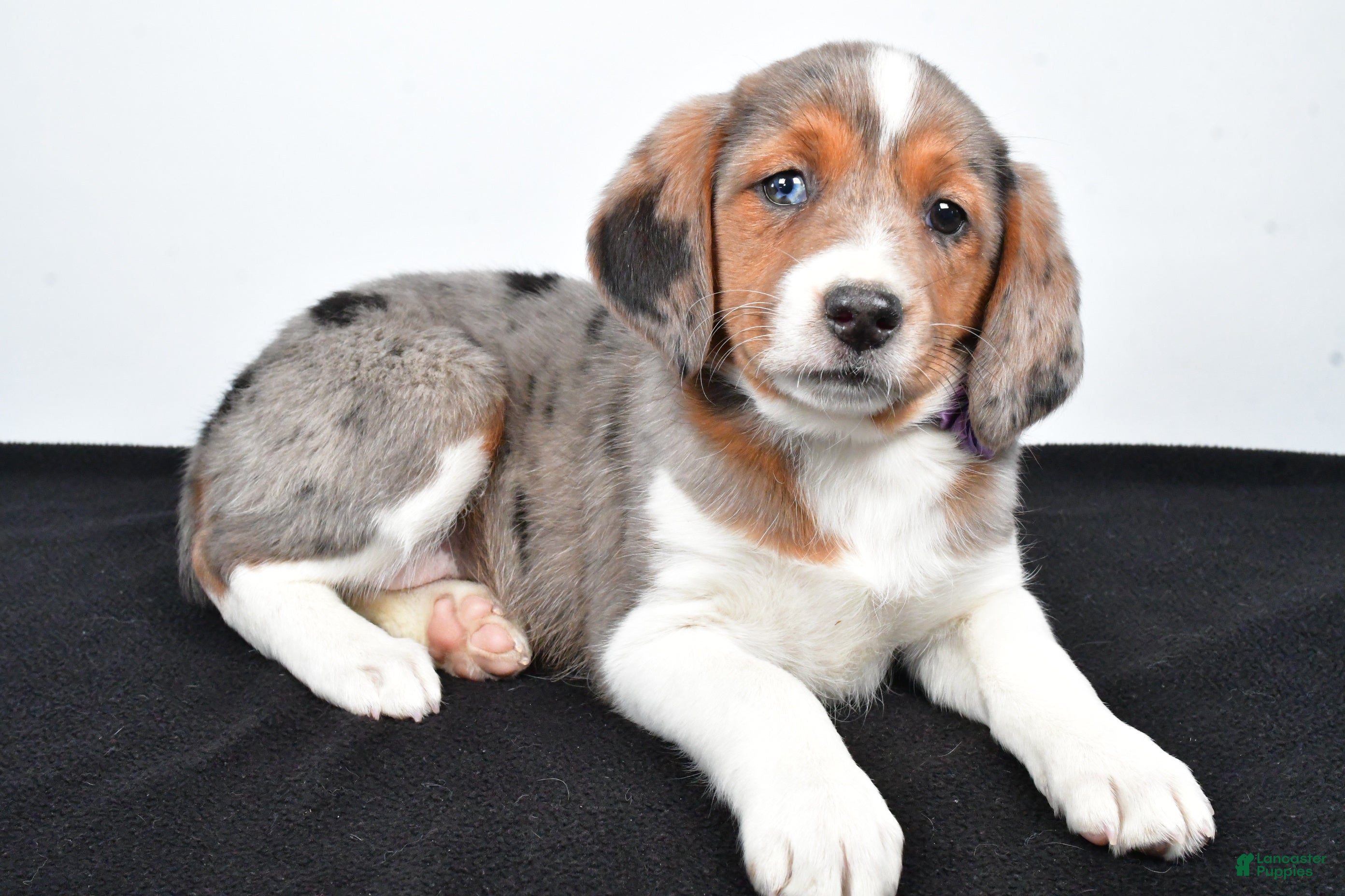 Mixed Breed dogs Twinkie - Ad 6
