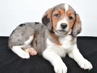 Mixed Breed dogs Twinkie - Ad 6