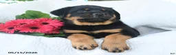 Rottweiler dogs for sale: Pluto - Ad 2